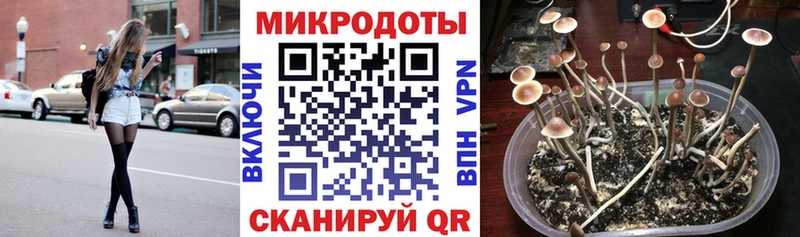 купить наркотики цена  Заозёрск  кракен рабочий сайт  Псилоцибиновые грибы GOLDEN TEACHER 